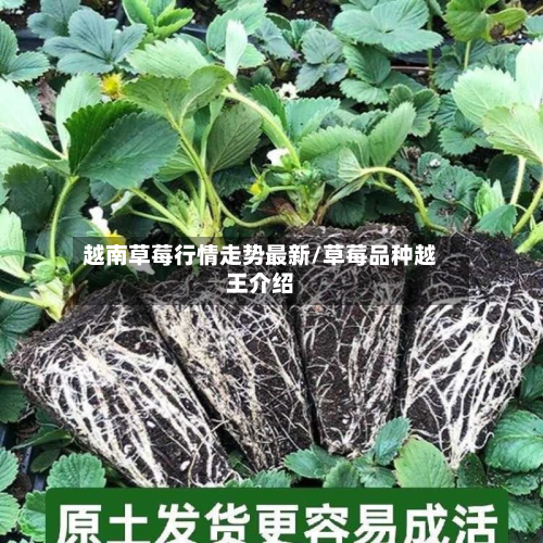 越南草莓行情走势最新/草莓品种越王介绍-第2张图片