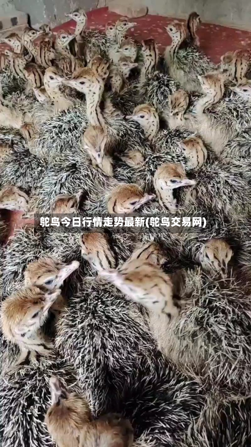 鸵鸟今日行情走势最新(鸵鸟交易网)-第2张图片
