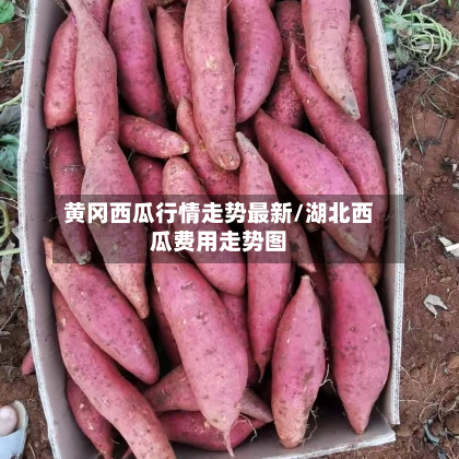 黄冈西瓜行情走势最新/湖北西瓜费用走势图-第2张图片