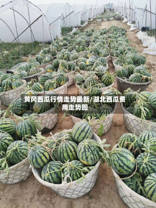 黄冈西瓜行情走势最新/湖北西瓜费用走势图