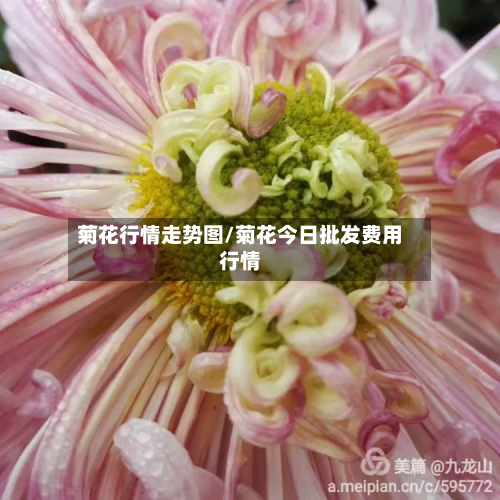 菊花行情走势图/菊花今日批发费用行情-第2张图片