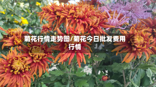菊花行情走势图/菊花今日批发费用行情
