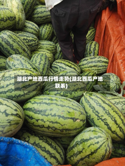 湖北产地西瓜行情走势(湖北西瓜产地联系)-第2张图片