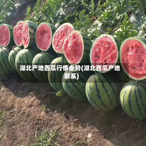 湖北产地西瓜行情走势(湖北西瓜产地联系)