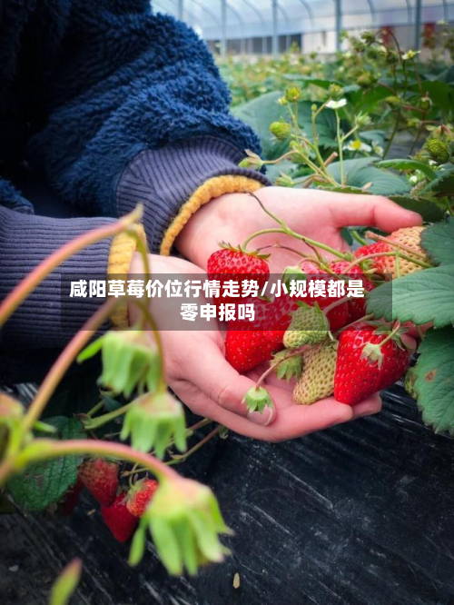 咸阳草莓价位行情走势/小规模都是零申报吗