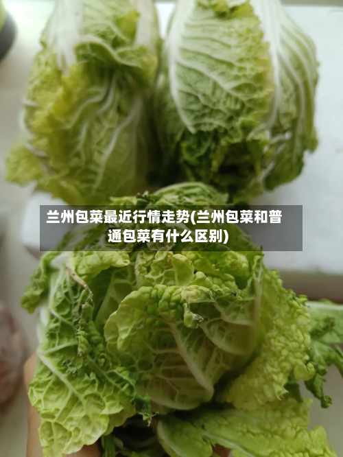 兰州包菜最近行情走势(兰州包菜和普通包菜有什么区别)-第3张图片