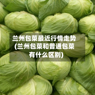 兰州包菜最近行情走势(兰州包菜和普通包菜有什么区别)
