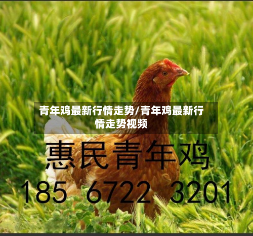 青年鸡最新行情走势/青年鸡最新行情走势视频