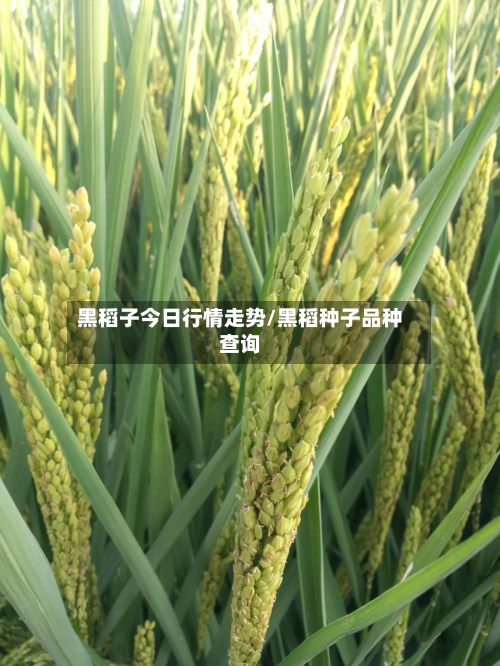 黑稻子今日行情走势/黑稻种子品种查询