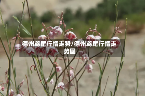 德州鸢尾行情走势/德州鸢尾行情走势图-第3张图片