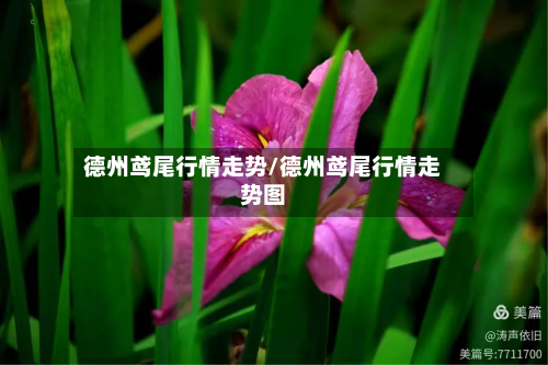 德州鸢尾行情走势/德州鸢尾行情走势图