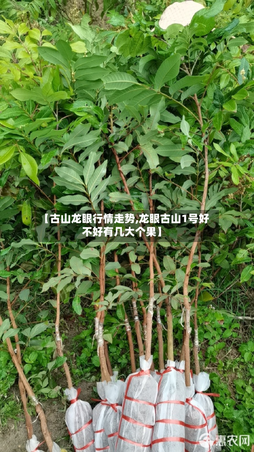 【古山龙眼行情走势,龙眼古山1号好不好有几大个果】-第3张图片