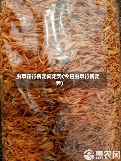 虫草花行情走向走势(今日虫草行情走势)-第3张图片