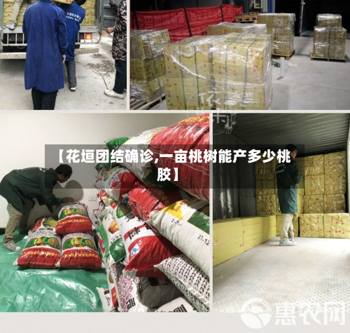 【花垣团结确诊,一亩桃树能产多少桃胶】