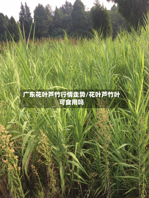 广东花叶芦竹行情走势/花叶芦竹叶可食用吗-第3张图片
