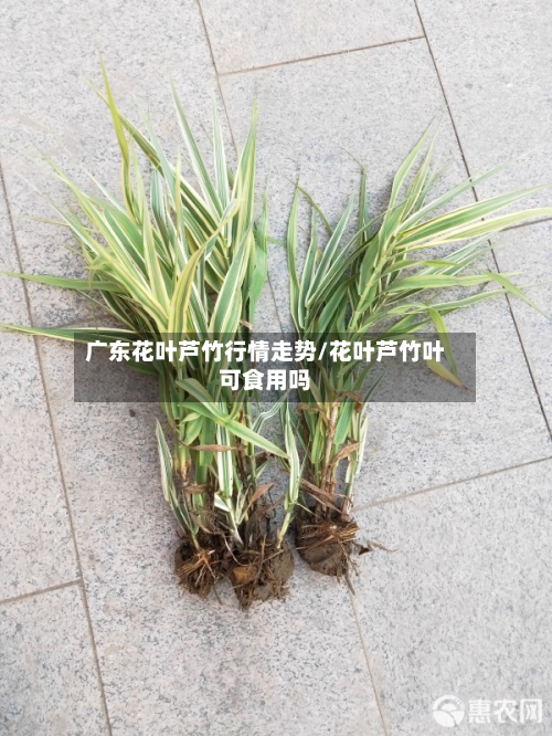 广东花叶芦竹行情走势/花叶芦竹叶可食用吗