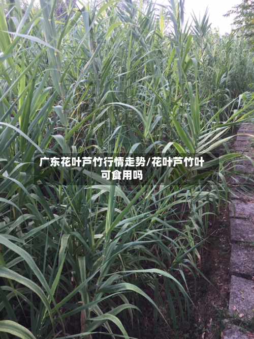 广东花叶芦竹行情走势/花叶芦竹叶可食用吗-第2张图片