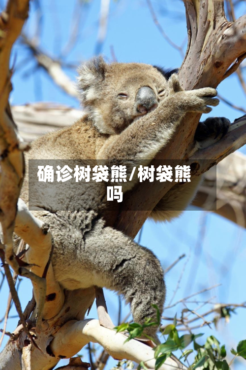 确诊树袋熊/树袋熊吗