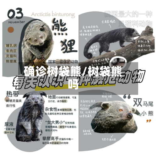 确诊树袋熊/树袋熊吗-第2张图片