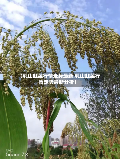 【乳山韭菜行情走势最新,乳山韭菜行情走势最新分析】