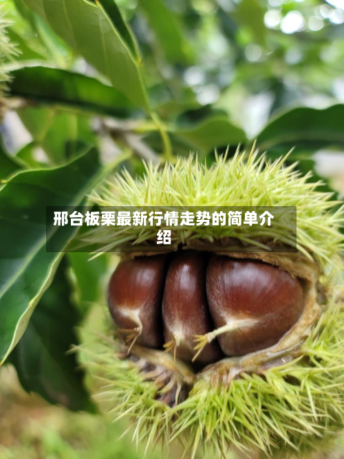 邢台板栗最新行情走势的简单介绍-第3张图片