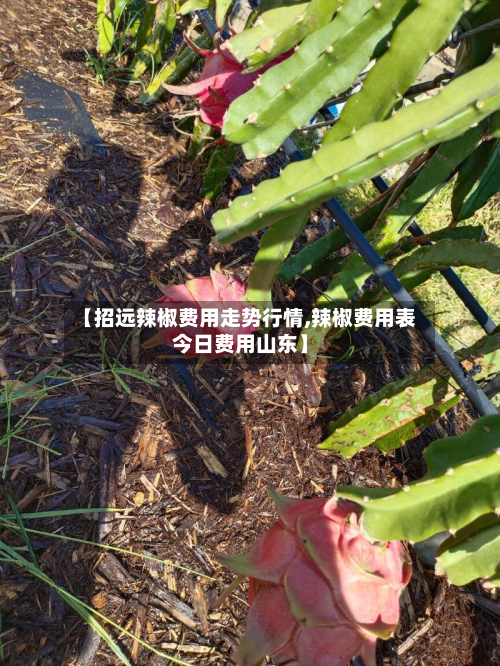 【招远辣椒费用走势行情,辣椒费用表今日费用山东】-第2张图片