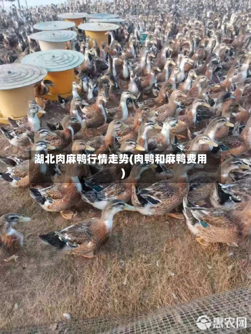 湖北肉麻鸭行情走势(肉鸭和麻鸭费用)