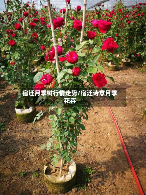 宿迁月季树行情走势/宿迁诗意月季花卉-第2张图片
