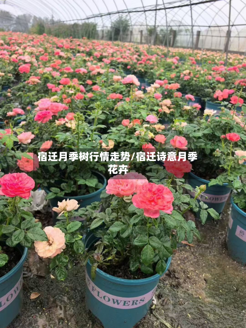 宿迁月季树行情走势/宿迁诗意月季花卉