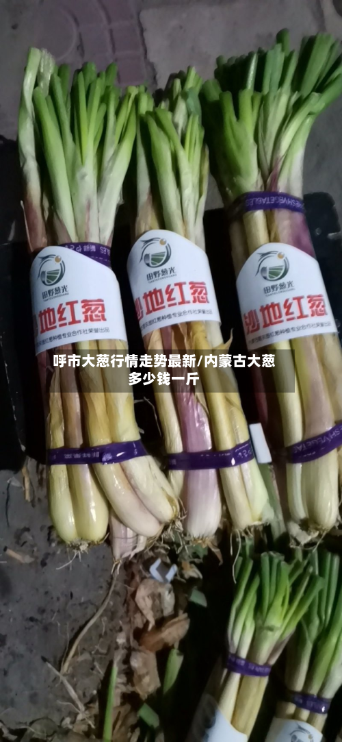 呼市大葱行情走势最新/内蒙古大葱多少钱一斤-第3张图片