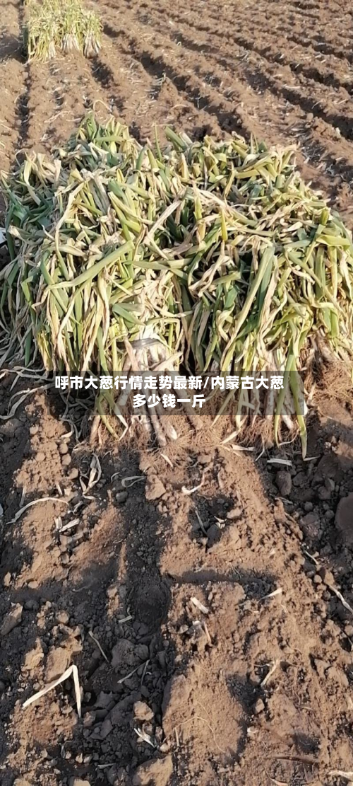 呼市大葱行情走势最新/内蒙古大葱多少钱一斤