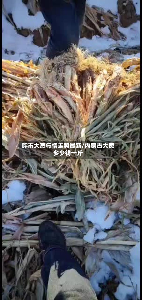 呼市大葱行情走势最新/内蒙古大葱多少钱一斤-第2张图片