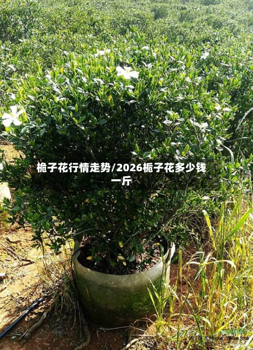 桅子花行情走势/2026栀子花多少钱一斤