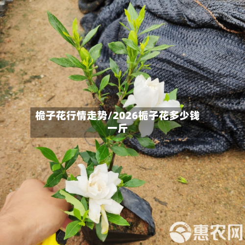桅子花行情走势/2026栀子花多少钱一斤-第2张图片