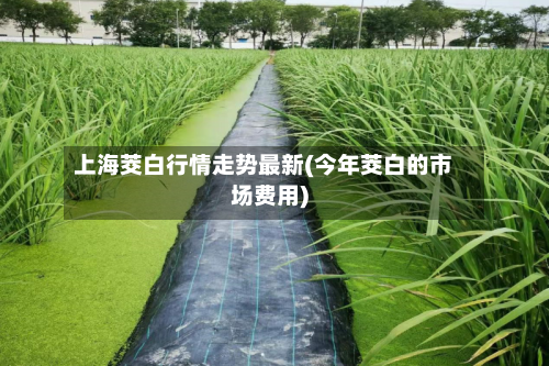 上海茭白行情走势最新(今年茭白的市场费用)