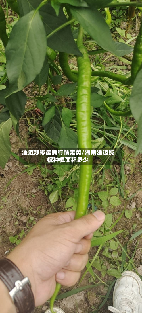 澄迈辣椒最新行情走势/海南澄迈线椒种植面积多少-第2张图片