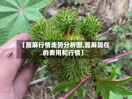 【蓖麻行情走势分析图,蓖麻现在的费用和行情】