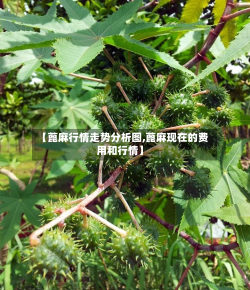 【蓖麻行情走势分析图,蓖麻现在的费用和行情】-第2张图片