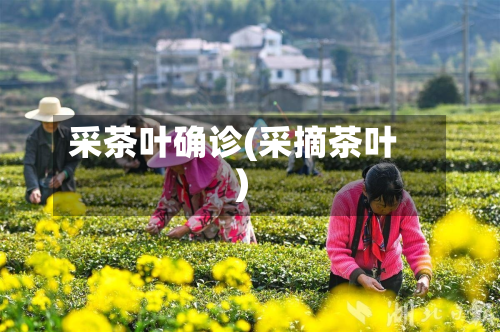 采茶叶确诊(采摘茶叶)