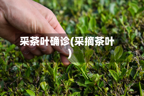 采茶叶确诊(采摘茶叶)-第2张图片