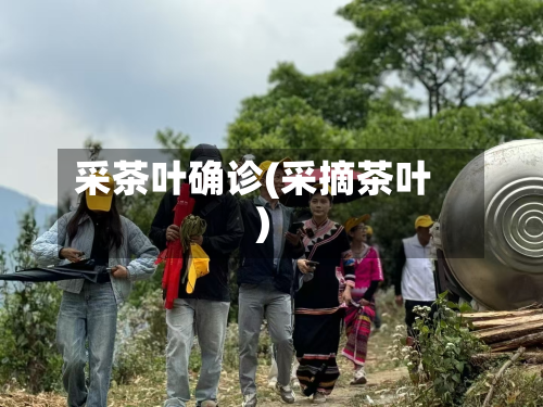 采茶叶确诊(采摘茶叶)-第3张图片