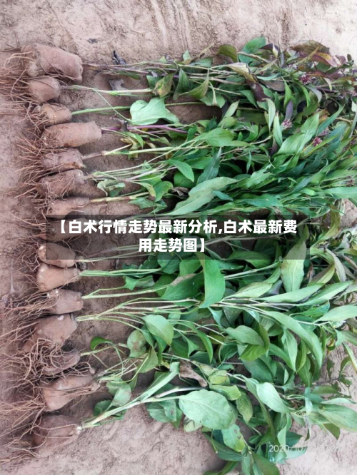 【白术行情走势最新分析,白术最新费用走势图】-第3张图片