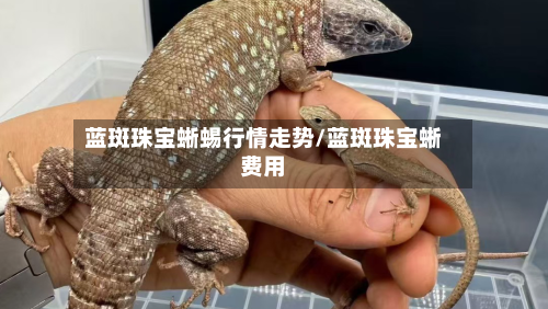 蓝斑珠宝蜥蜴行情走势/蓝斑珠宝蜥费用-第2张图片
