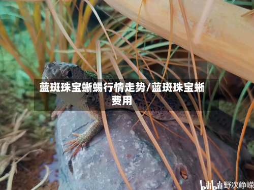 蓝斑珠宝蜥蜴行情走势/蓝斑珠宝蜥费用