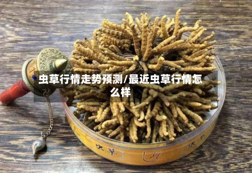 虫草行情走势预测/最近虫草行情怎么样