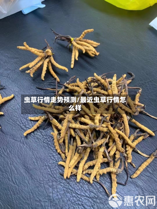 虫草行情走势预测/最近虫草行情怎么样-第2张图片
