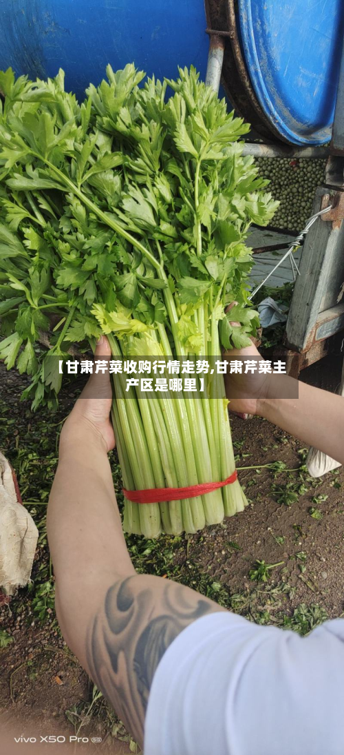 【甘肃芹菜收购行情走势,甘肃芹菜主产区是哪里】-第2张图片