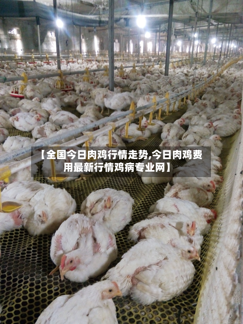 【全国今日肉鸡行情走势,今日肉鸡费用最新行情鸡病专业网】-第2张图片