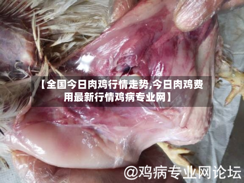 【全国今日肉鸡行情走势,今日肉鸡费用最新行情鸡病专业网】-第3张图片