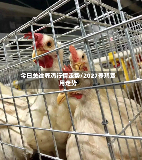 今日关注养鸡行情走势/2027养鸡费用走势